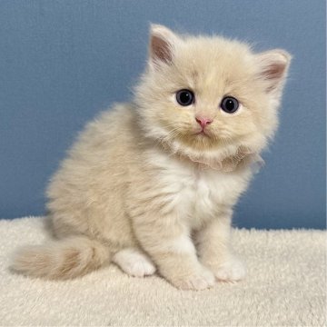 マンチカン(長足)【福岡県・女の子・2025年5月7日・クリームタビー&ホワイト（長毛）】の写真「まん丸お目めにまん丸なお顔🥹🤍🤍🤍」