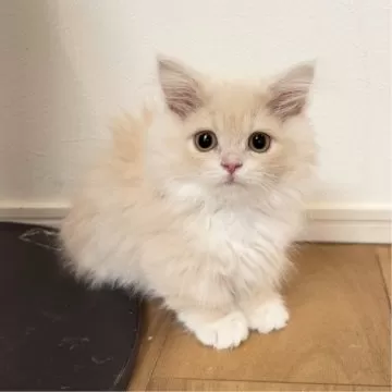 ジューンブライドスタイ(ホワイト④)わんちゃん猫ちゃん用 マンチカン(短足)【愛知県・女の子・2024年9月26日・シールトー