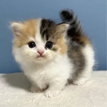 ※猫m※　　　　　　　　　　　　　　　【激レア 美品】コーチメトロポリタン マンチカン(短足)【埼玉県・男の子・2025年4月2日・ホワイト