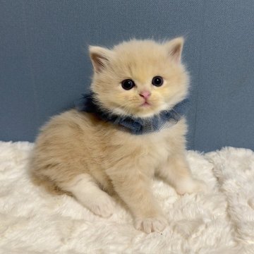 マンチカン(長足)【福岡県・男の子・2025年10月7日・クリーム&ホワイト（長毛）】の写真「大人気のクリームカラーに美形のこねこちゃん🤍✨」