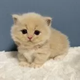 マンチカン(短足)