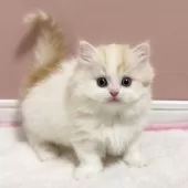 ミヌエット(短足)【福岡県・男の子・2025年1月30日・クリーム&ホワイト】の写真2