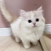 ミヌエット(短足)【福岡県・男の子・2025年1月30日・クリーム&ホワイト】の写真3