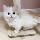 ミヌエット(短足)【福岡県・男の子・2025年1月30日・クリーム&ホワイト】の写真4