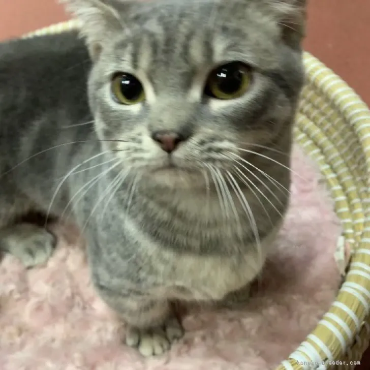 ID:2304-02291の子猫