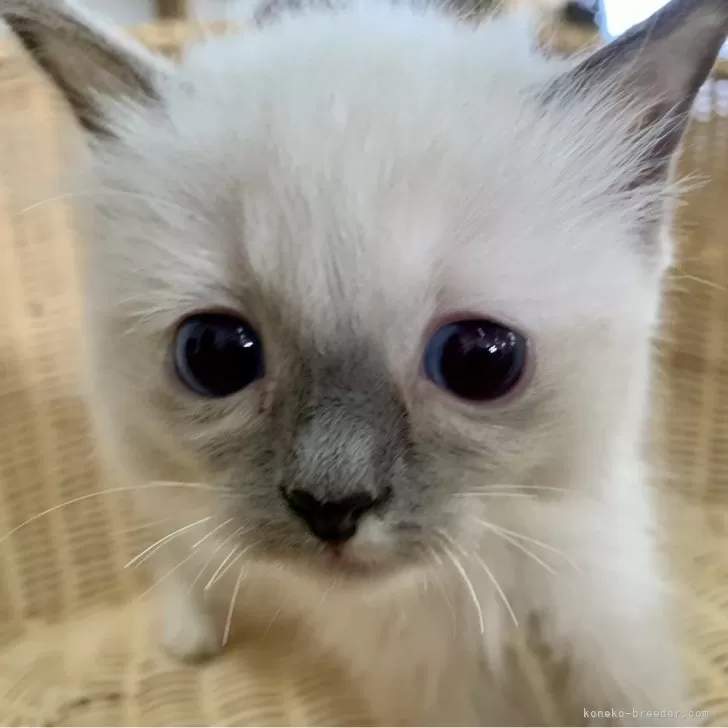 ID：2410-01909の子猫