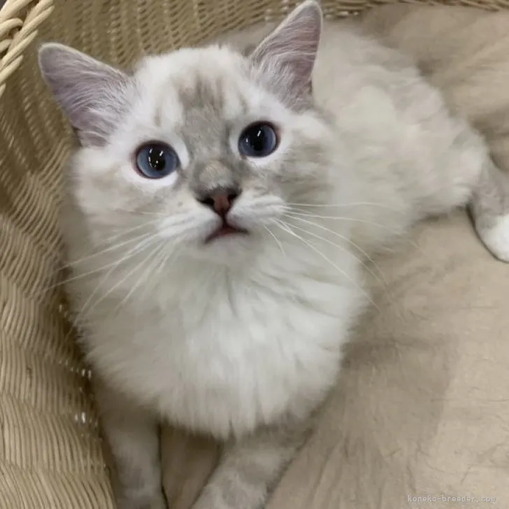 ID：2305-03204の子猫