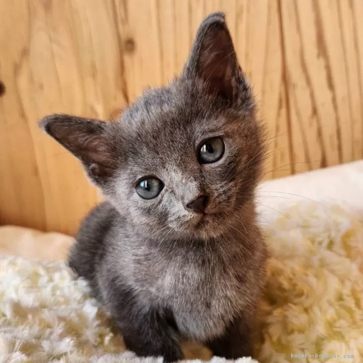 ID:2411-02187の子猫