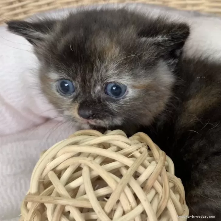ID:2406-03342の子猫