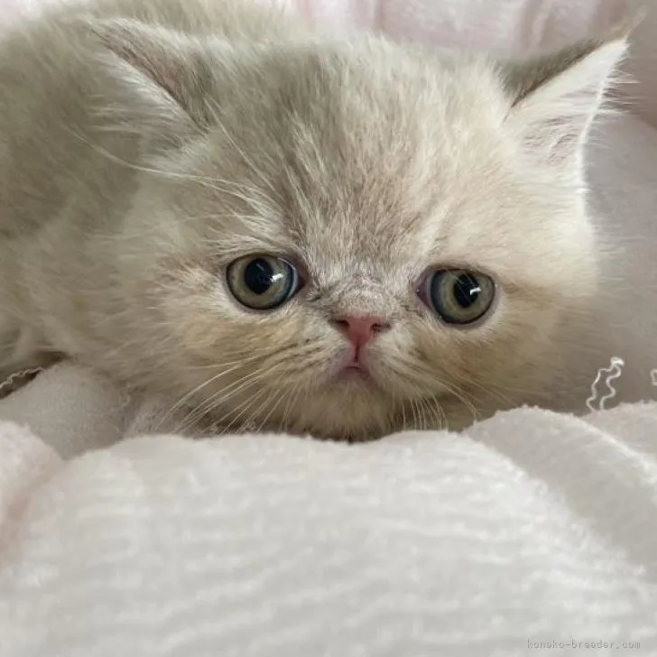 ID:2212-00043の子猫