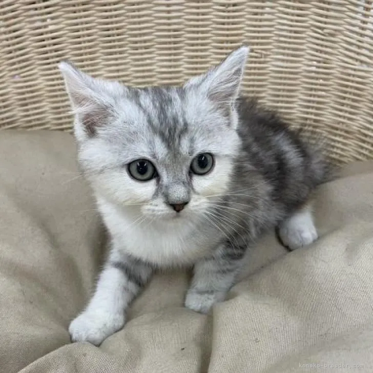 ゼブラ〜マン 様のお迎えした子猫