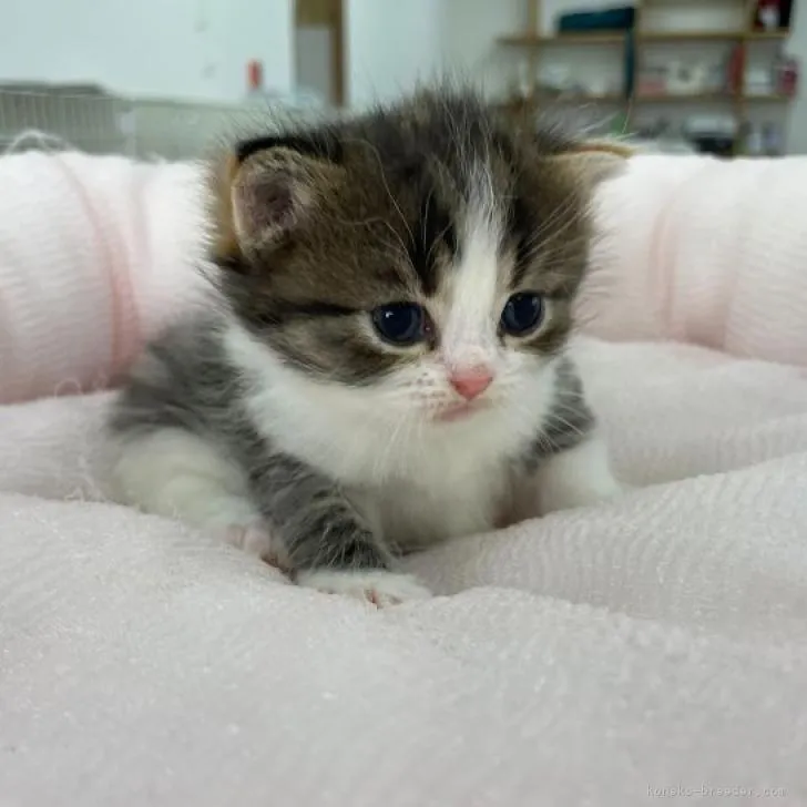 ID：2212-00054の子猫