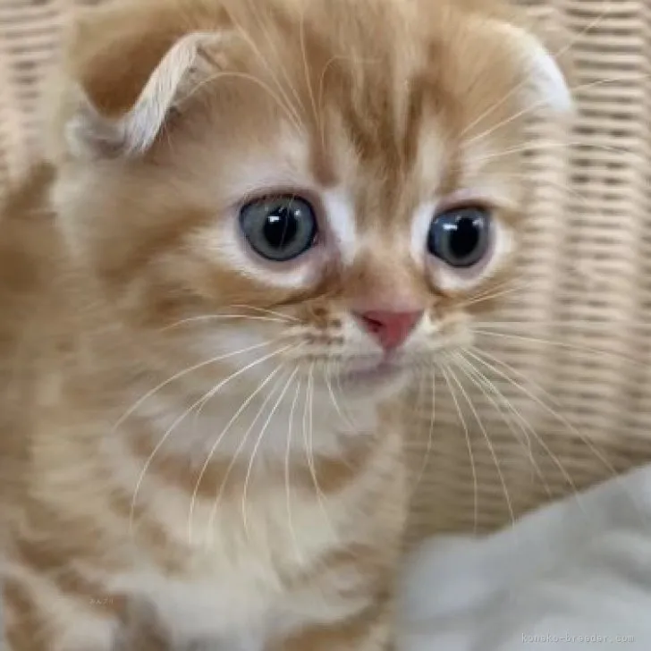 ID:2307-01375の子猫
