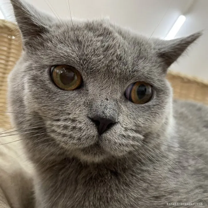 ID：2304-02288の子猫