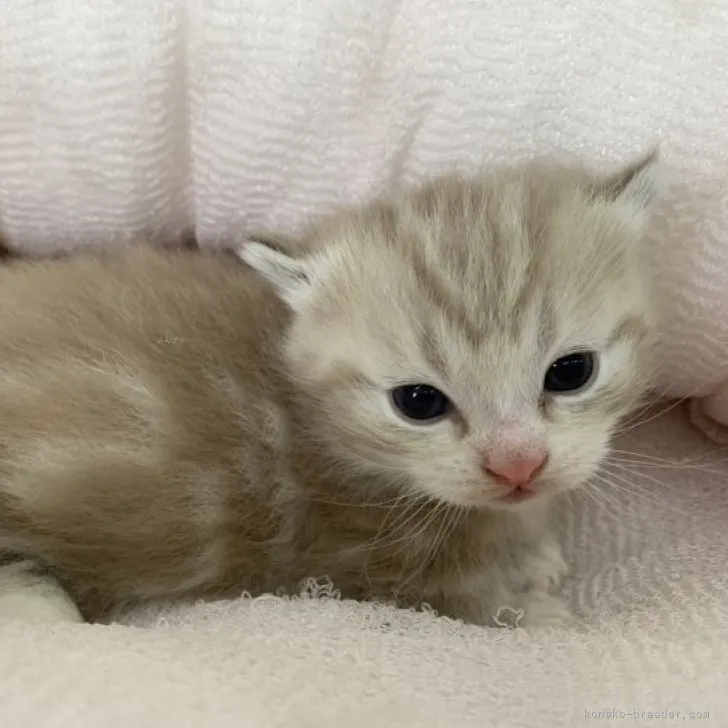 とまと 様のお迎えした子猫