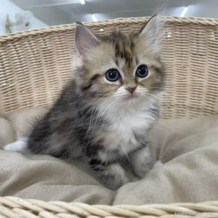 ID：2212-02588の子猫