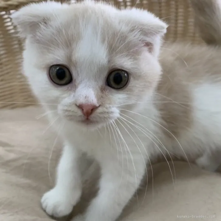 ID:2306-02776の子猫