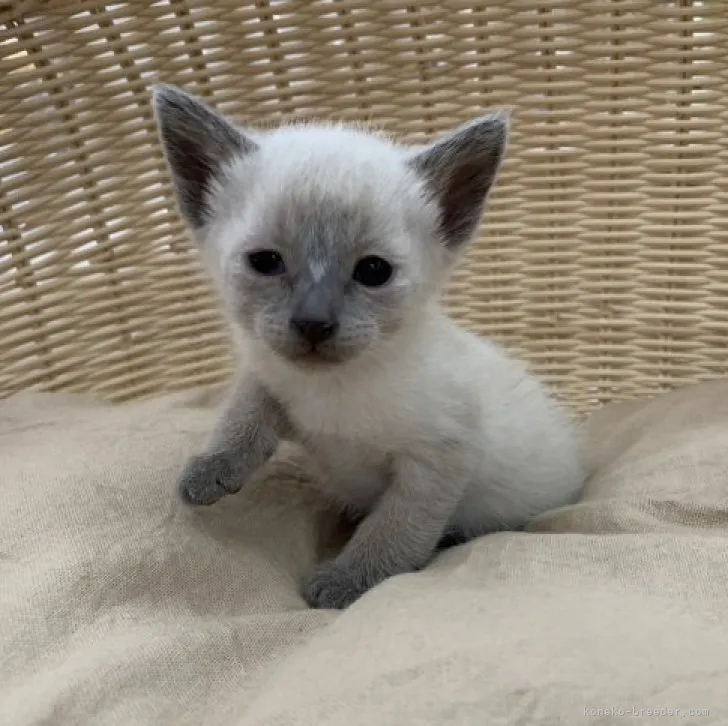 ID:2303-00298の子猫