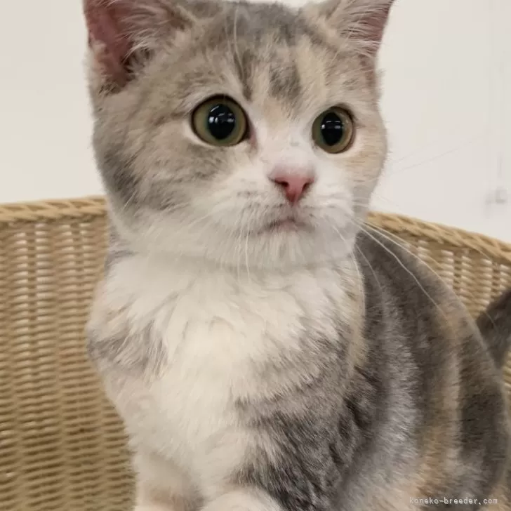 ID：2309-01225の子猫