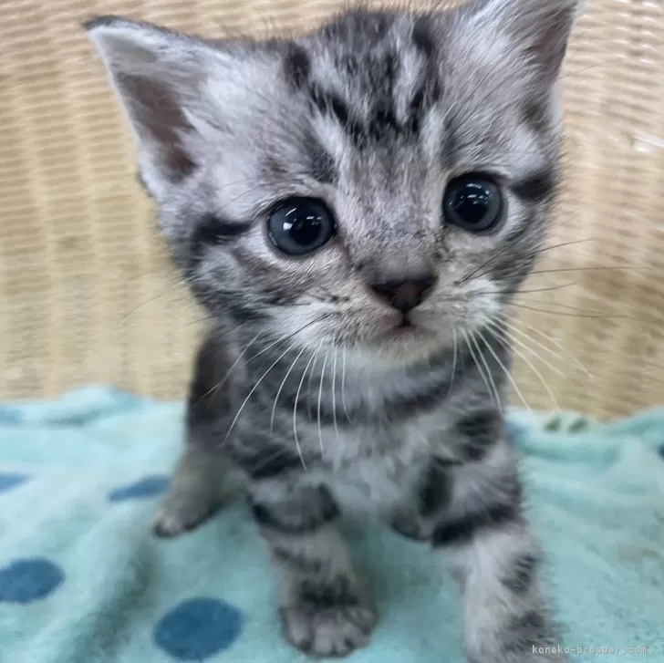 ルナ 様のお迎えした子猫