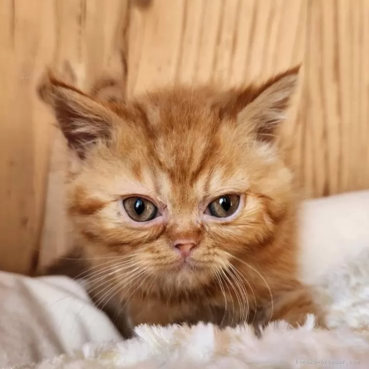 ID:2411-01896の子猫