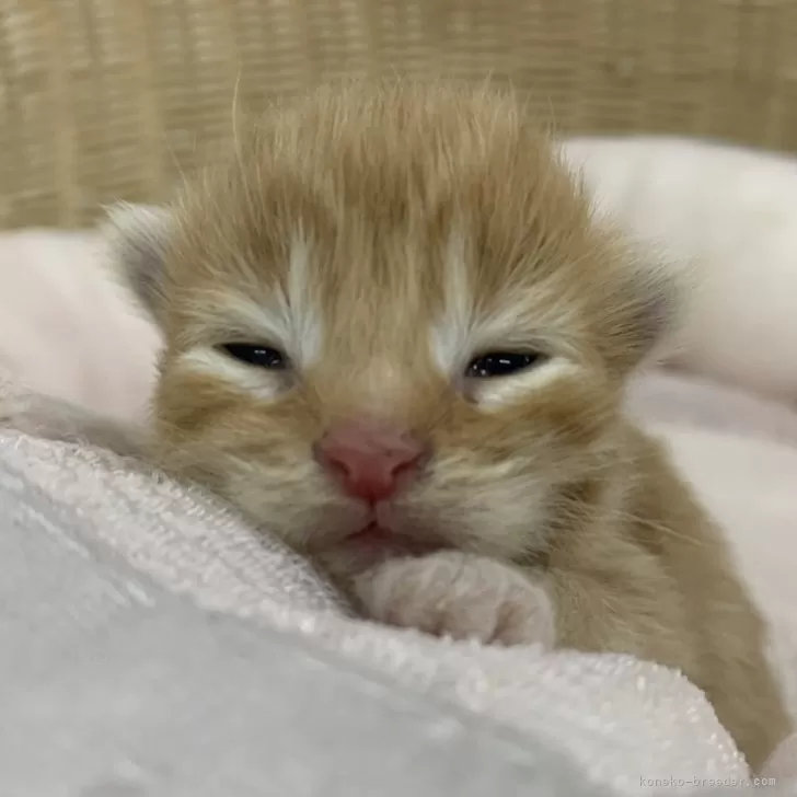ID：2401-02015の子猫
