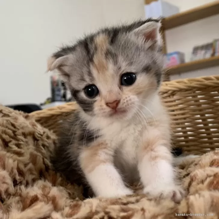 ID：2410-01907の子猫