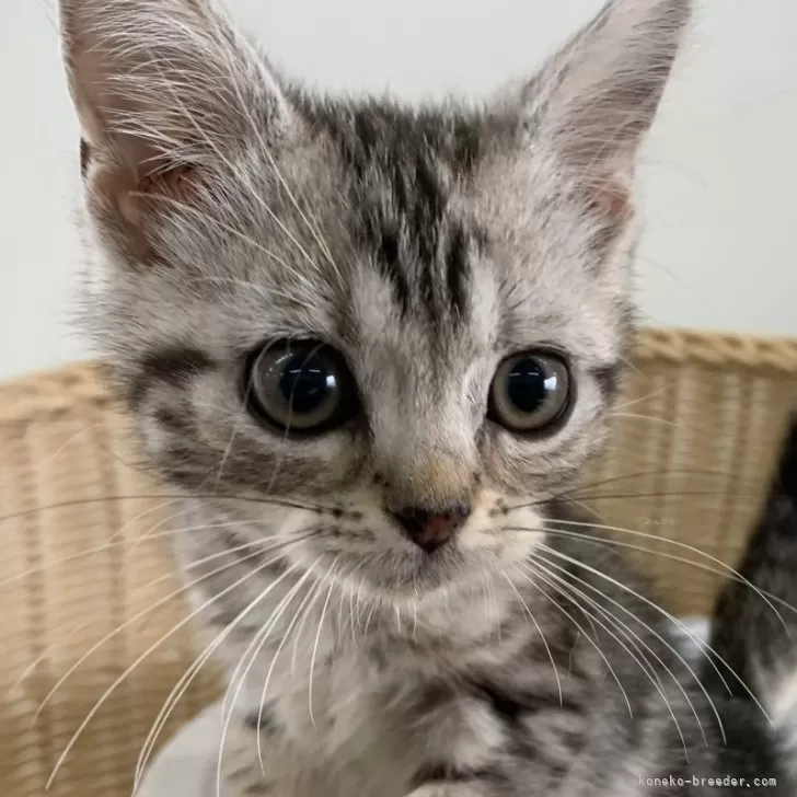 ID:2408-02188の子猫
