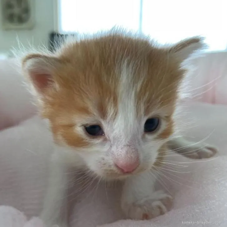 ID:2208-01886の子猫