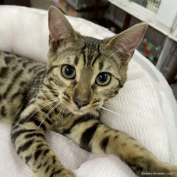 ID：2212-02584の子猫
