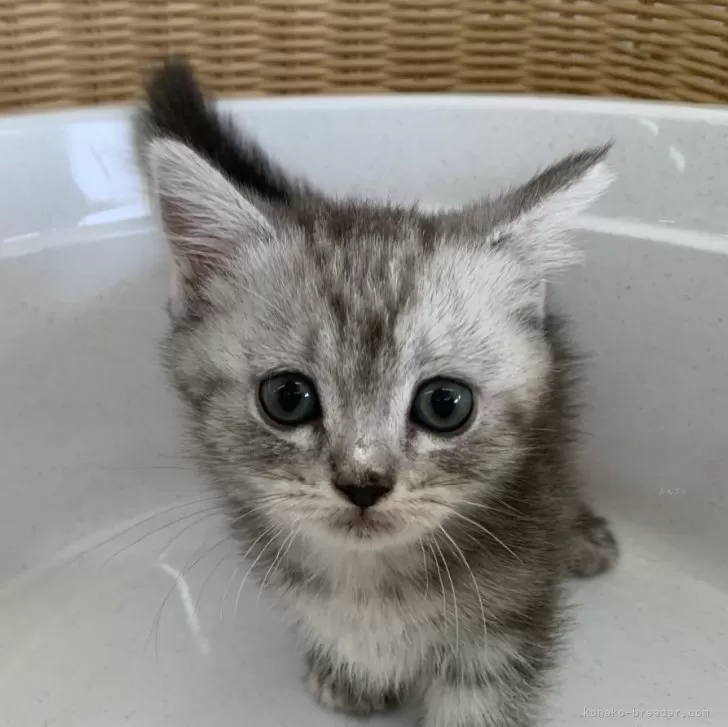 ID：2409-01806の子猫