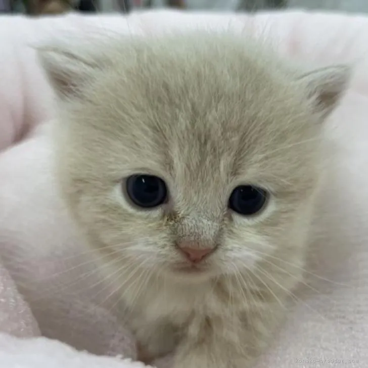 さち 様のお迎えした子猫