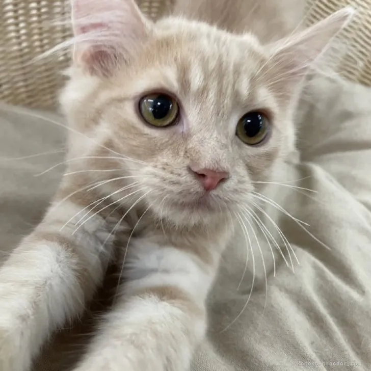 ID：2212-02520の子猫