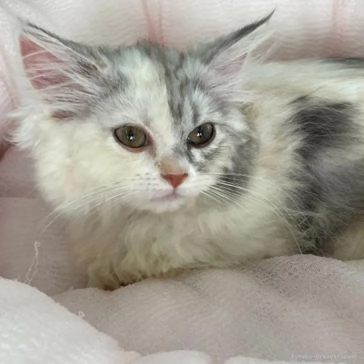 ID:2212-00040の子猫