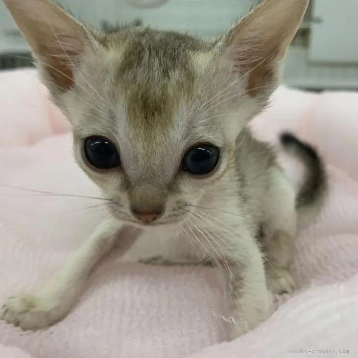 ID：2208-01887の子猫