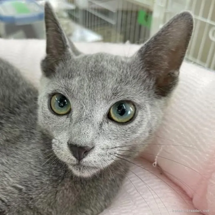 ID：2209-00022の子猫