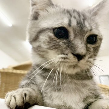 マンチカン【奈良県・男の子・2024年8月3日・シルバータビー（フワフワちゃん）】の写真「短い脚が可愛い男の子✨」