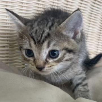 ミヌエット(長足)【奈良県・男の子・2022年9月5日・ブラウンスポテッドタビー（フワフワちゃん）】の写真「元気いっぱいの男の子」