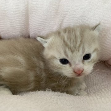 マンチカン【奈良県・男の子・2023年8月21日・クリームクラシックタビー&ホワイト（フワフワちゃん）】の写真「値引き済」