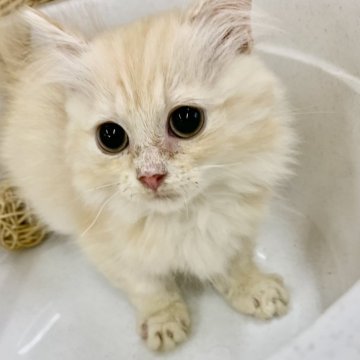 ミヌエット(短足)【奈良県・女の子・2024年9月20日・クリームタビー（フワフワちゃん）】の写真「もふもふな女の子✨」