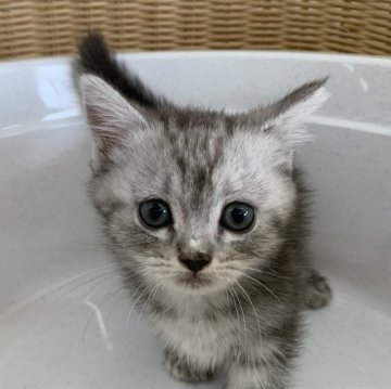 マンチカン【奈良県・女の子・2024年8月3日・シルバータビー（フワフワちゃん）】の写真「短い脚が可愛い女の子✨」
