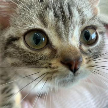 アメリカンショートヘア【奈良県・男の子・2022年5月18日・シルバークラッシックタビー（ショートさらさら）】の写真「元気いっぱいの」