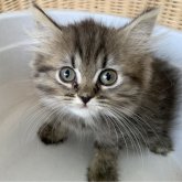 ペルシャ