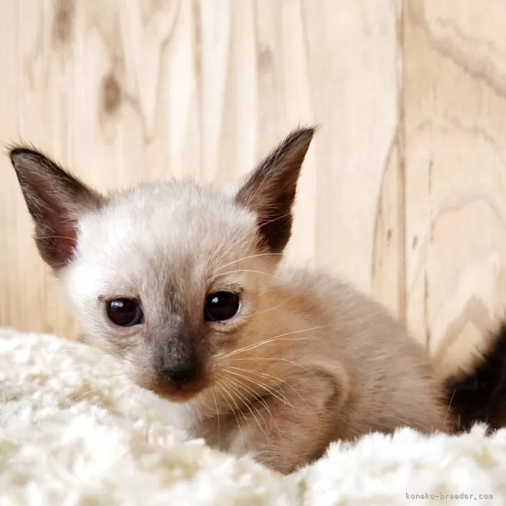 シャム(サイアミーズ)【奈良県・女の子・2025年9月15日・シールポイント】の写真1