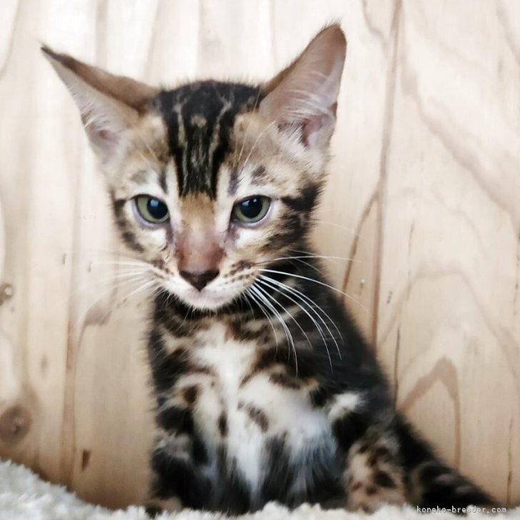 ブリーダー画像