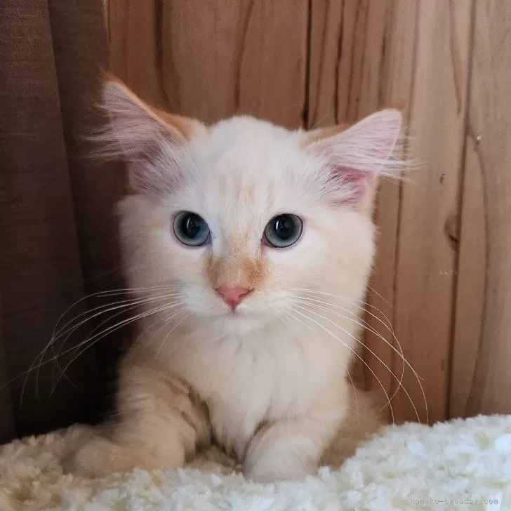 R.S 様のお迎えした子猫