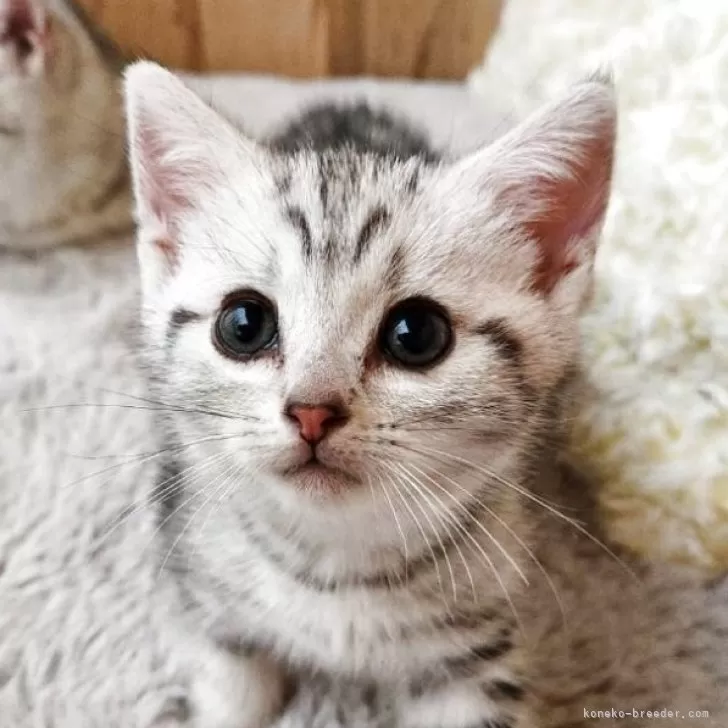 ID：2508-02336の子猫