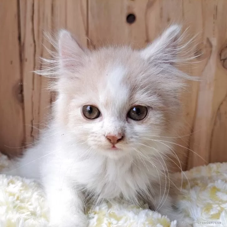 スコティッシュストレート【奈良県・男の子・2025年2月18日・クリーム&amp;ホワイト】の写真1