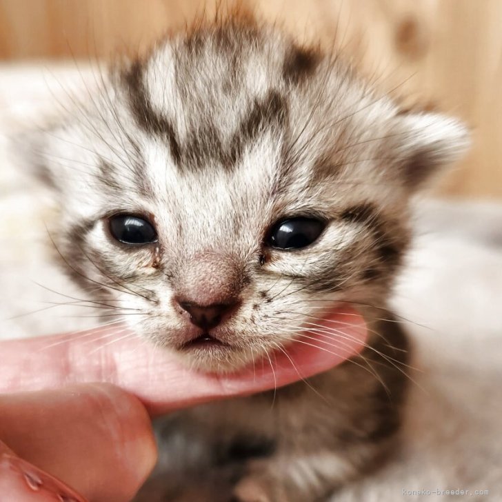 ブリーダー画像