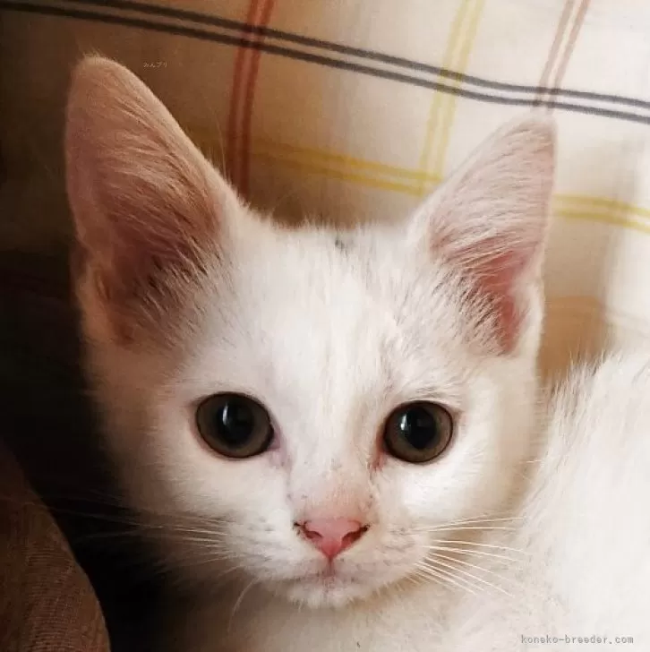 マンチカン(短足)【奈良県・女の子・2025年7月24日・ブラック&amp;ホワイト】の写真1